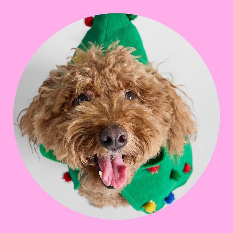 “Complete Dog Products – Food, Treats, Toys & Grooming Essentials by ZooCart”