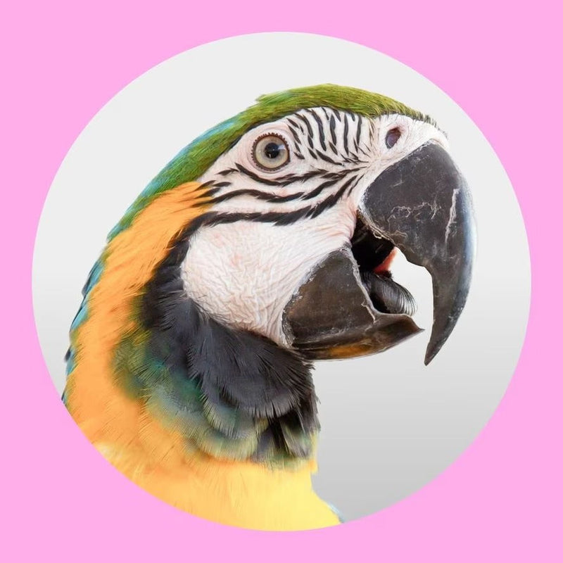 “Bird Food, Cages, Toys & Accessories – Premium Bird Supplies by ZooCart”