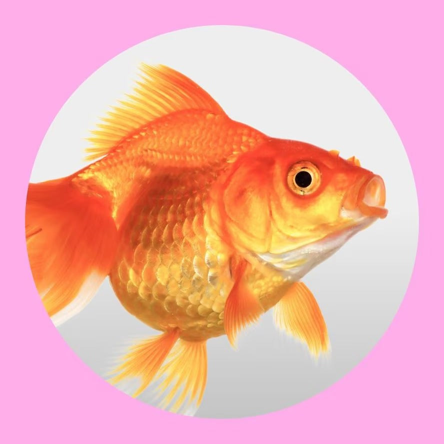 “Fish Food, Aquariums & Aquarium Supplies – Premium Fish Products by ZooCart”