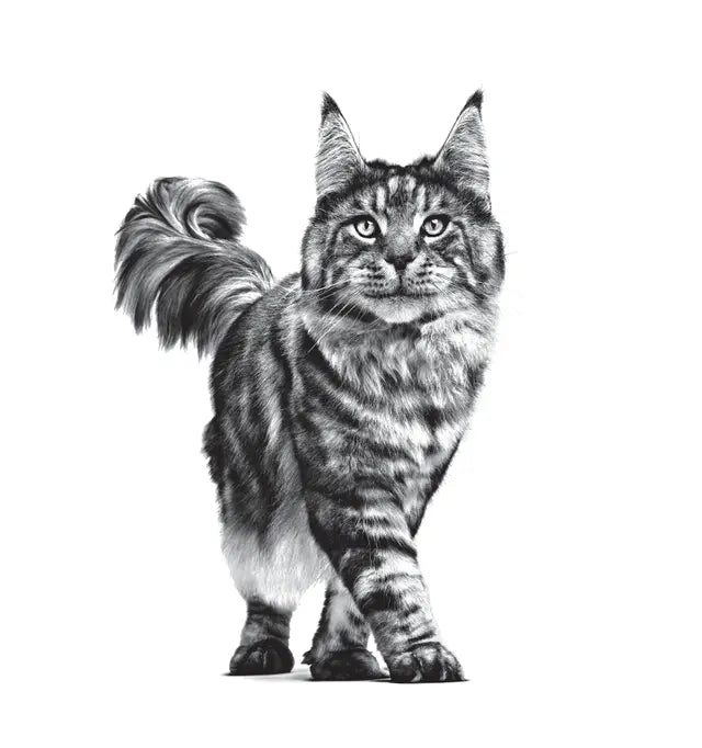 Royal Canin Sensitivity Control Chicken with Rice Wet Food for Cats